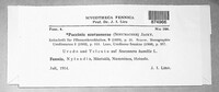 Puccinia scorzonerae image